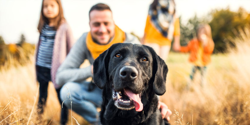 dog with family in background